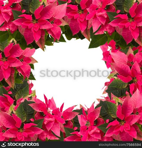 frame of pink poinsettia flower or christmas star isolated on a white background . frame of pink poinsettia flower or christmas star