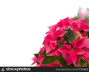 frame of pink poinsettia flower or christmas star on a white background. frame of pink poinsettia flower or christmas star