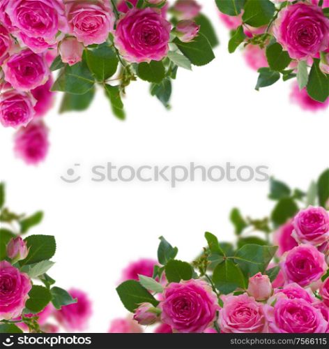 frame of pink roses brunches close up isolated on white background. frame of pink roses brunches close up