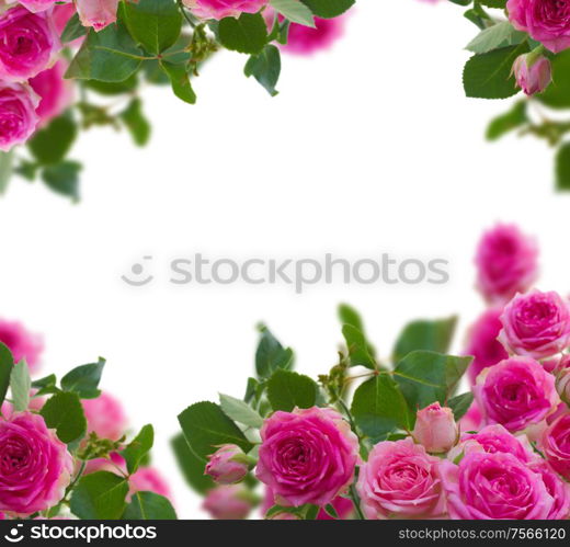 frame of pink roses brunches close up isolated on white background. frame of pink roses brunches close up