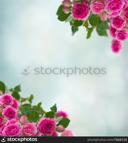 frame of pink roses brunches close up on blue bokeh background. frame of pink roses brunches