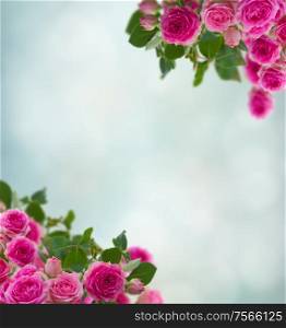 frame of pink roses brunches close up on blue bokeh background. frame of pink roses brunches