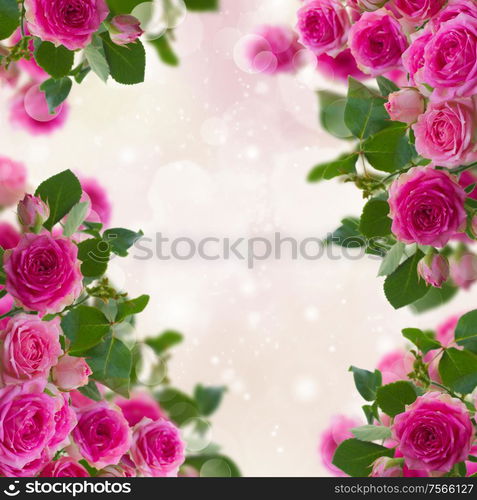 frame of pink roses brunches close up on pink bokeh background. frame of pink roses brunches