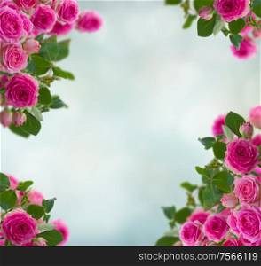 frame of pink roses brunches frame on blue bokeh background. frame of pink roses brunches