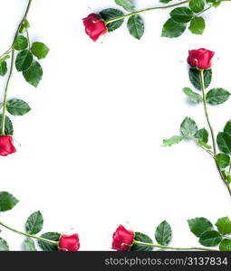 Frame of red roses on white background