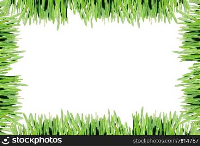 frame of the green grass on white background