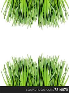 frame of the green grass on white background