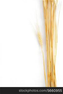 frame wheat ears on white background
