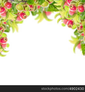 Frame with apple branch with apples and leaves, isolated on white background