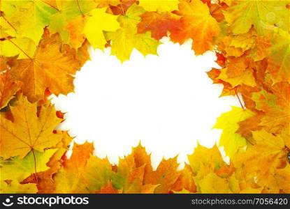 Frame with colored autumn maple leaves - white background