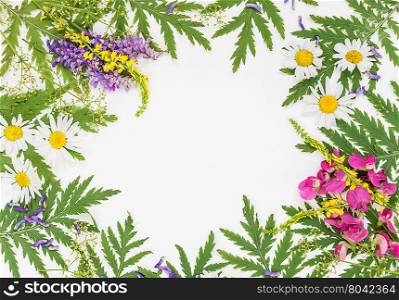 Frame with fresh branches, green leaves, herbs, chamomile, vetch and other multicolored wildflowers on white background; top view, flat lay, overhead view