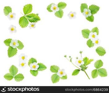 Frame with fresh white flowers and green leaves of strawberry isolated on white background; top view, flat lay, overhead view