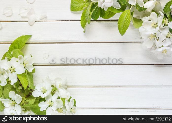 Frame with white apple flowers and green leaves on light wooden background with copy-space; top view, flat lay, overhead view