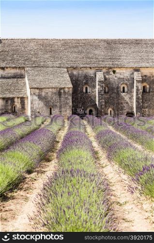 France, Provence Region, Senanque Abbey. Lavander field in summer season.