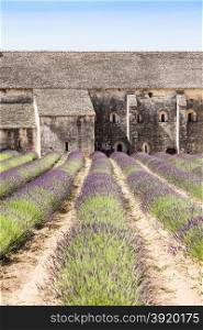 France, Provence Region, Senanque Abbey. Lavander field in summer season.