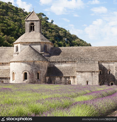 France, Provence Region, Senanque Abbey. Lavander field in summer season.