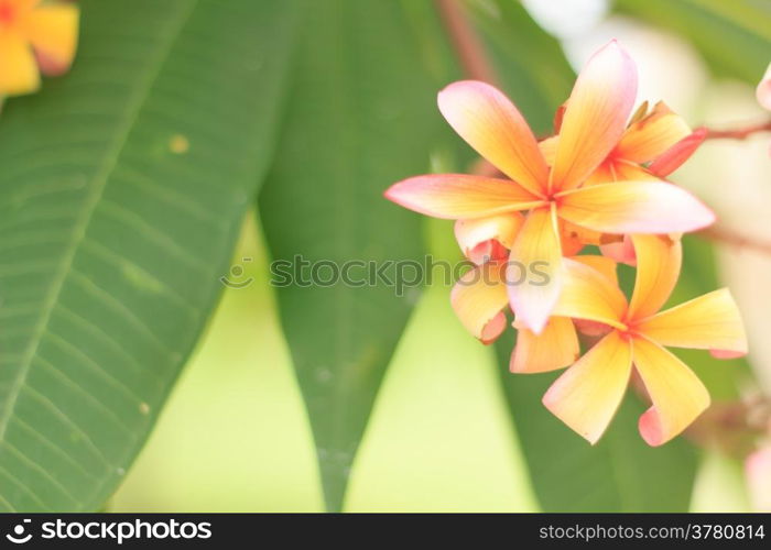 Frangipani