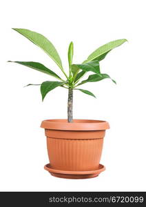 Frangipani as a house plant isolated on white background