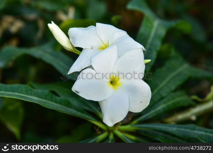 Frangipani flower