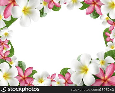 frangipani flower frame on white background