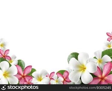 frangipani flower frame on white background