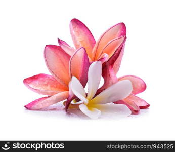 frangipani flower isolated on white background