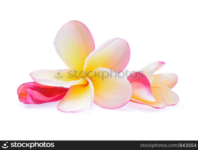 frangipani flower isolated on white background