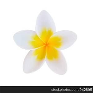 frangipani flower isolated white background