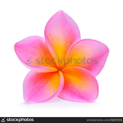 Frangipani flower on white background