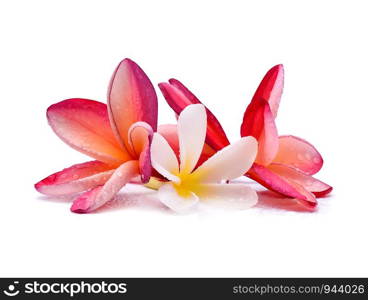 Frangipani flower with water droplets on white background