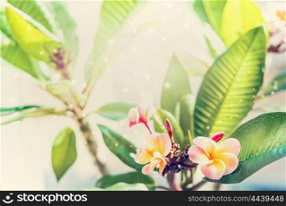 Frangipani flowers blooming, pretty floral background