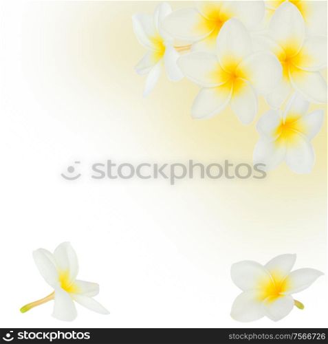 frangipani flowers frame on white background. frangipani flowers frame