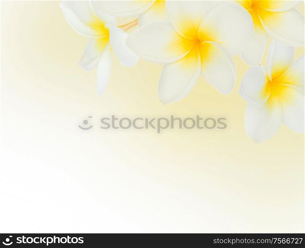 frangipani flowers frame on white background. frangipani flowers frame
