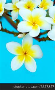 Frangipani flowers on a tree in the garden
