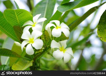 Frangipani flowers on a tree in the garden