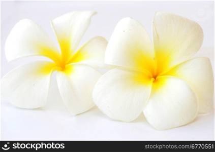 frangipani flowers on white background
