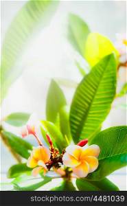 Frangipani flowers with leaves, floral nature
