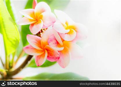Frangipani flowers with leaves, floral nature background, close up