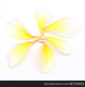 frangipani petals isolated on white background