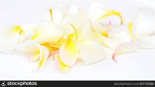 frangipani petals on white background