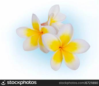 Frangipani plumeria Spa Flower isolated on white