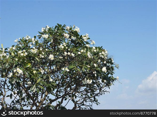 frangipani tree with flowers against sky
