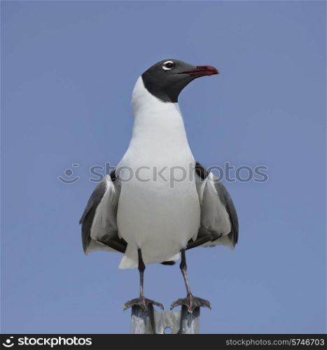 Franklin&rsquo;s Gull Perched Against A Blue Sky