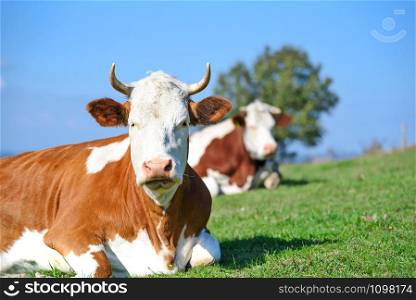 Free and happy cows are resting and lying on a green mountain pasture in sunny day.