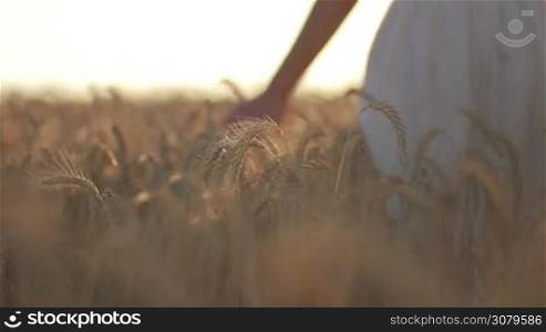 Free as a bird. Blurry young woman in summer dress walking through golden wheat field in rays of setting sun. Silhouette of angelic girl with arms raised as she flaps wings and disappears in glow of sunset light.