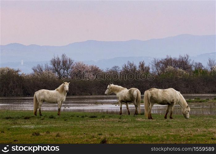 Free Camargue horses in a nature reserve, naturalistic image
