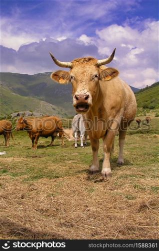 Free Cow, Ancares Leoneses Biosphere Reserve, Leon, Castile and Leon, Spain, Europe