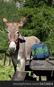 Free donkey on Italian Alps, looking to the camera
