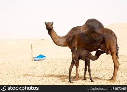 free dromedary near the sky in oman empty quarter of desert