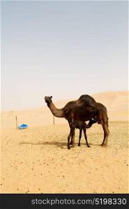 free dromedary near the sky in oman empty quarter of desert